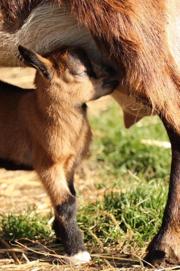 Gite A La Ferme En Pleine Nature Exterior foto